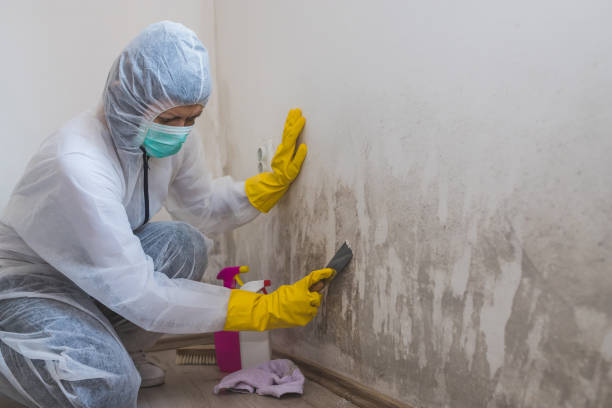 Best Home Mold Removal  in Rosedale, MS