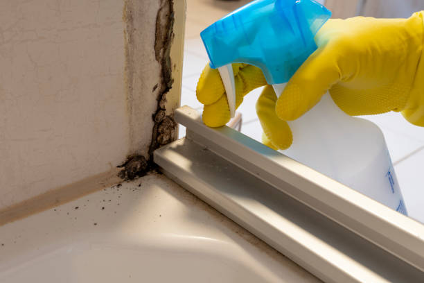 Best Office Mold Removal Services  in Rosedale, MS