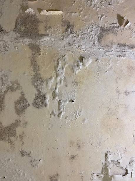 Best Mold Damage Repair  in Rosedale, MS