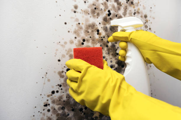 Best Crawl Space Mold Removal  in Rosedale, MS