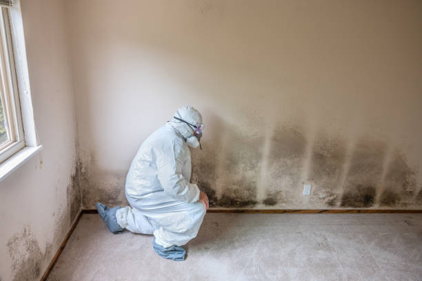 Best Mold Cleaning Services  in Rosedale, MS