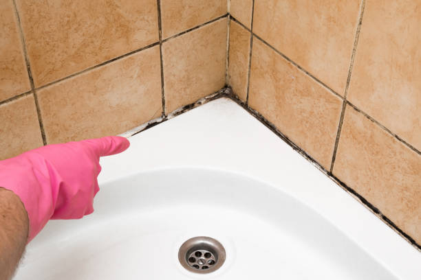 Best Fast Mold Removal  in Rosedale, MS